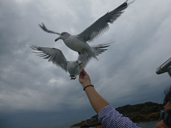 海鳥と遊ぶ